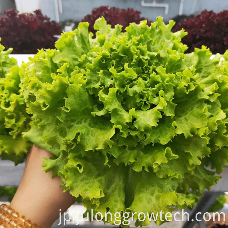 lettuce1-